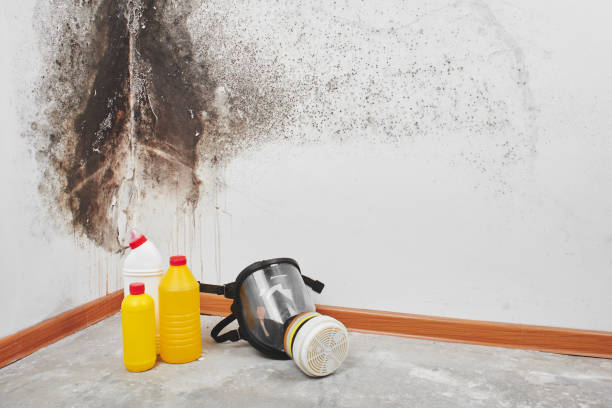 Belfair, WA Mold Remediation Company