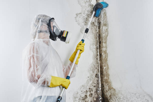 Best DIY Mold Remediation Support Services in Belfair, WA