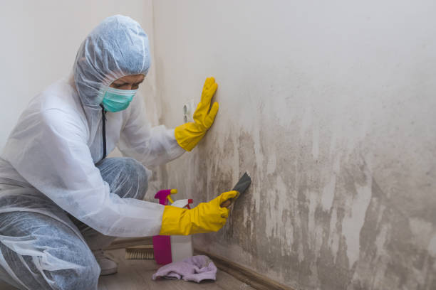 Best Mold Testing and Inspection Services in Belfair, WA