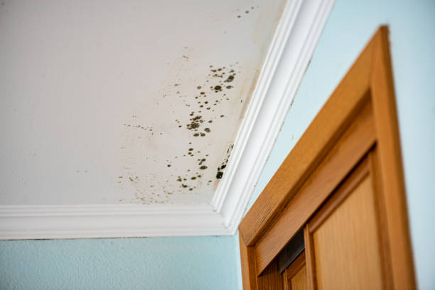 Best Crawl Space Mold Remediation in Belfair, WA