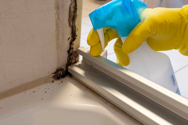 Best Post-Flood Mold Remediation in Belfair, WA