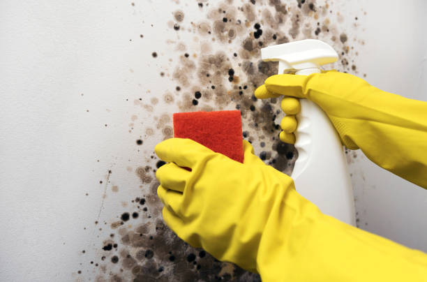 Best Insurance-Related Mold Remediation in Belfair, WA