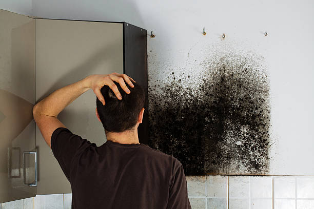 Best Attic Mold Remediation in Belfair, WA