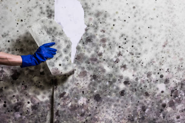 Best HVAC Mold Remediation in Belfair, WA