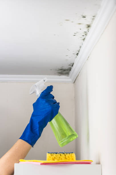 Best Bathroom Mold Remediation in Belfair, WA